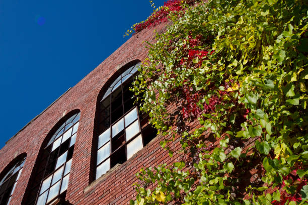 istock Autumn Ivy Creeping on Abandoned Brick Building Against Clear Blue Sky 1867442053