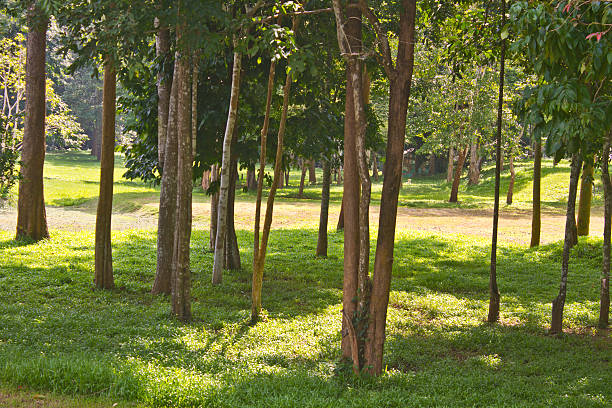 istock Camping ground in kaengkrachan national park 186744663