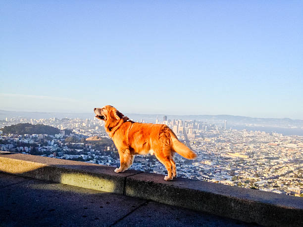 istock Dog Enjoying San Francisco view from Twin Peaks 186744666