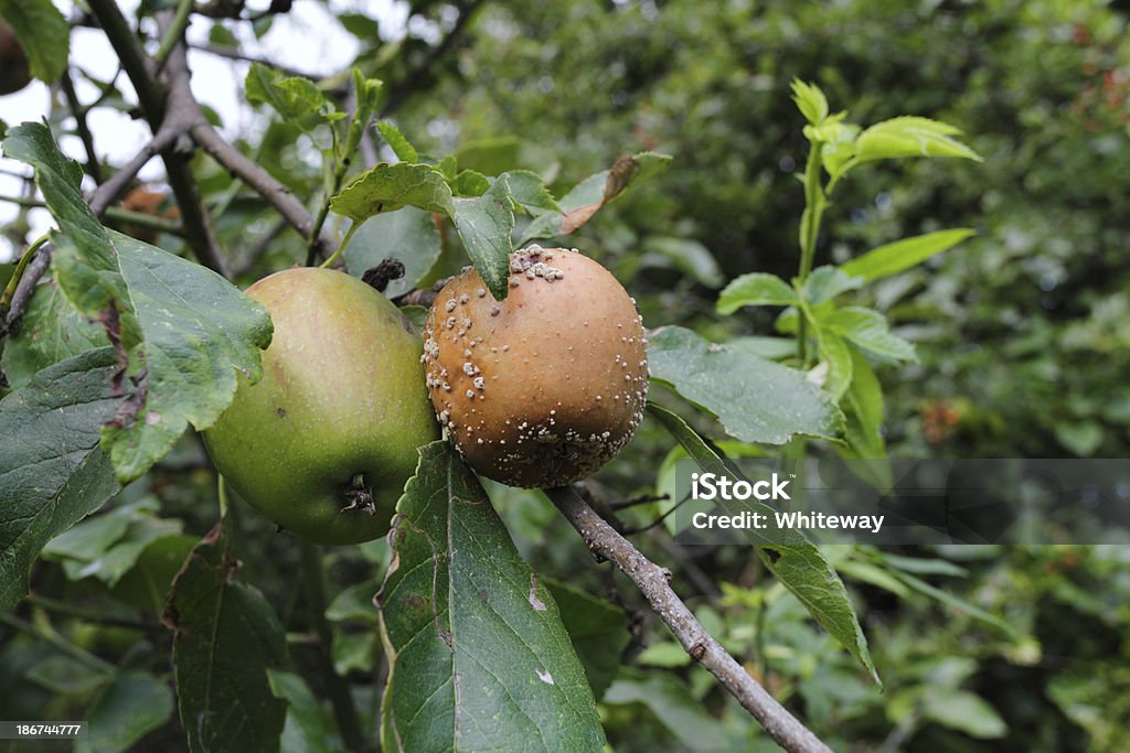 사과나무 on 나무 후르트 썩다 버섯 - 로열티 프리 0명 스톡 사진