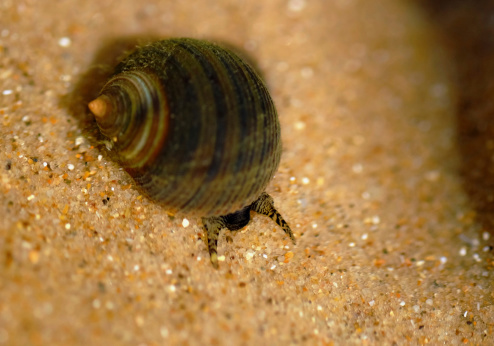 Common Periwinkle (Littorina littorea) Sea Snail from the UK