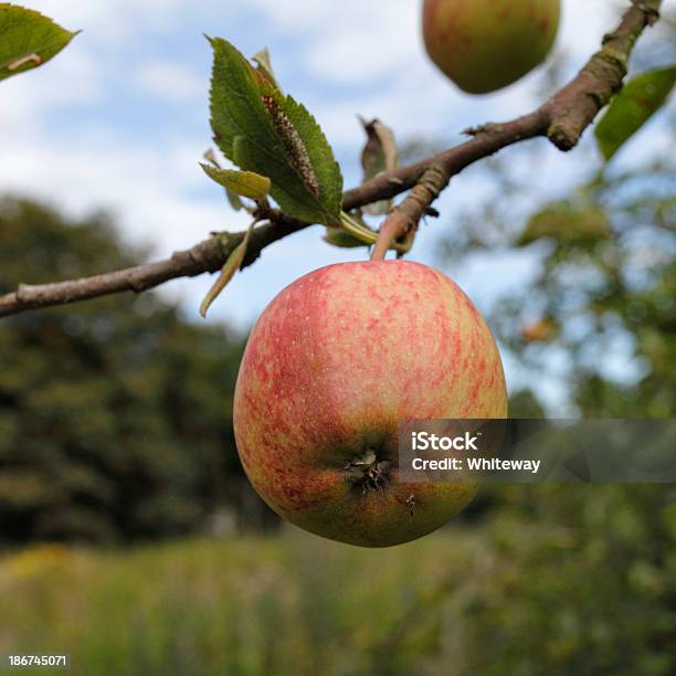 사과나무 성장하는 개척시대의 On 미챔 공통접지 0명에 대한 스톡 사진 및 기타 이미지 - 0명, 가을, 과일