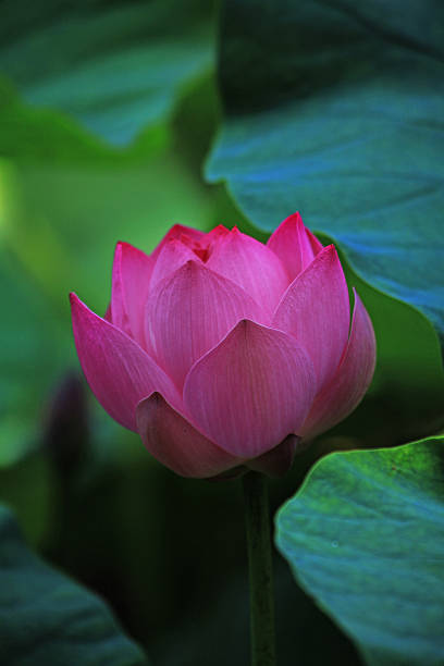 바�하이 아이리스입니다 - lotus blossom water lily spirituality 뉴스 사진 이미지