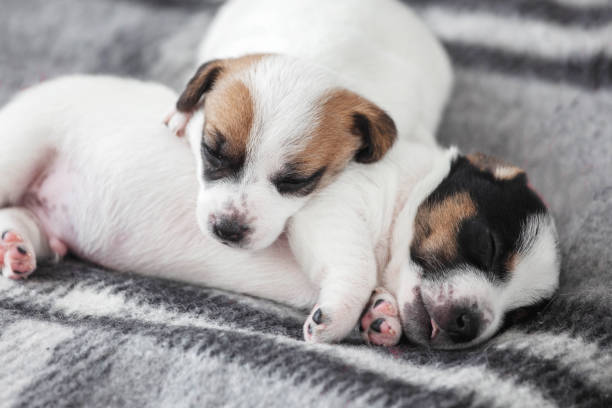 istock Newborn Puppy is lying on white blanket 1867461473