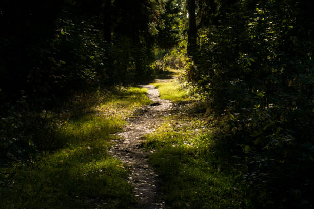 istock Path in the forest. Nature in summer. A narrow path in a sunny forest. 1867462530