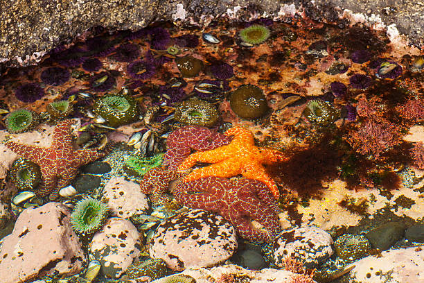 Tide pool species A tide pool on the Oregon coast filled with a variety of intertidal species. tidal pool stock pictures, royalty-free photos & images