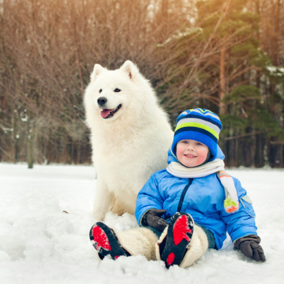 Happy little boy with samoyed dog in winter park