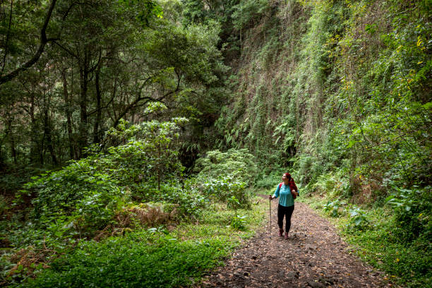 istock Exercising by walking in a natural forest 1867465143