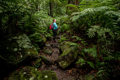 Female hiker walking on a trail while contemplating the giant fern forest  around her. Image created on the Cubo de la Galga trail which it is located in the northeast of the island of La Palma in the Canary Islands.