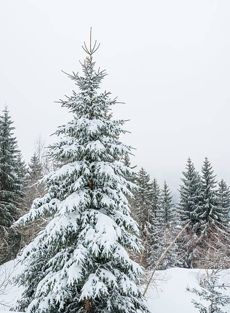istock Winter Landscape with Snow and Trees 186746643