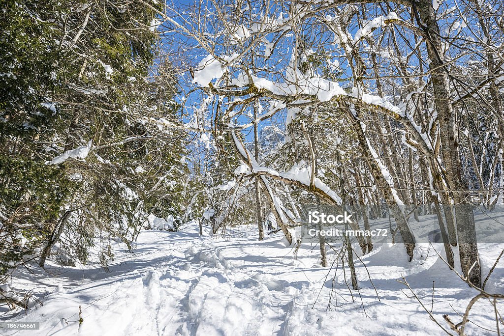 Paysage d'hiver avec la neige et arbres - Photo de Alpes européennes libre de droits