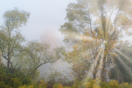 Foggy, autumn landscape of forest with sunbeams, Jackson Hole Lake, Fort Custer State Park, Michigan, USA