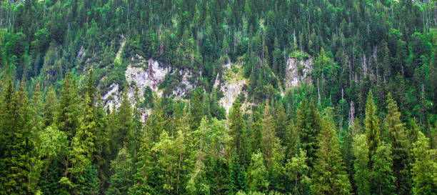 istock Coniferous forest on hillside in Tatra 1867474627