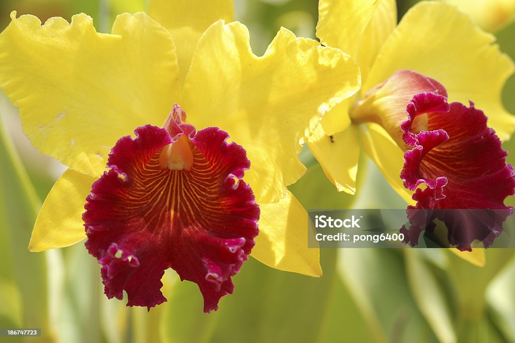 Orchidee. - Zbiór zdjęć royalty-free (Bez ludzi)