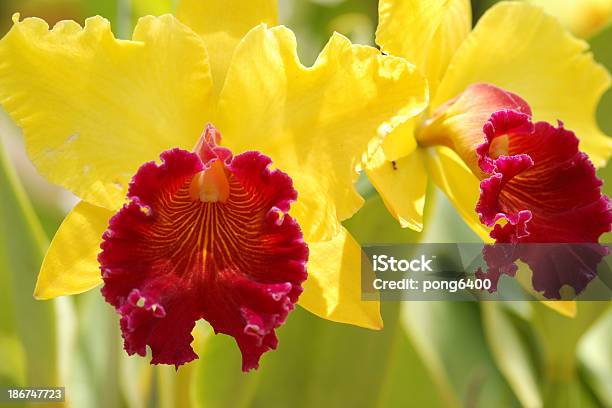 Foto de Orquídeas e mais fotos de stock de Amarelo - Amarelo, Beleza, Beleza natural - Natureza