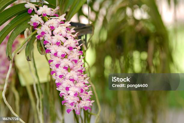 Photo libre de droit de Orchidées banque d'images et plus d'images libres de droit de Beauté - Beauté, Beauté de la nature, Blanc