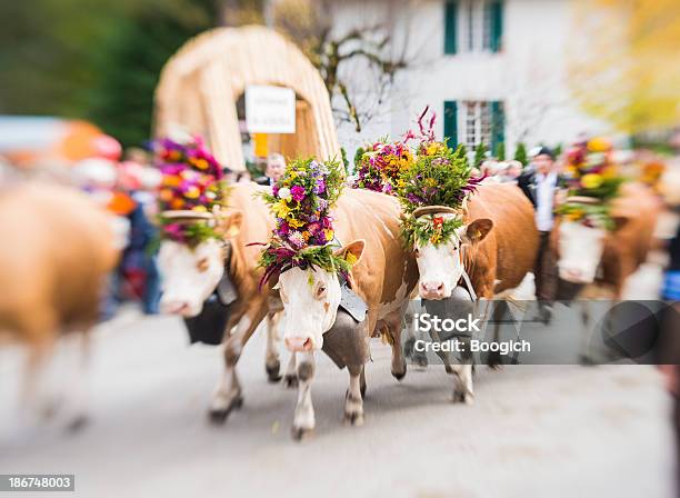 Cows On Parade Stock Photo - Download Image Now - Agriculture, Animal, Autumn