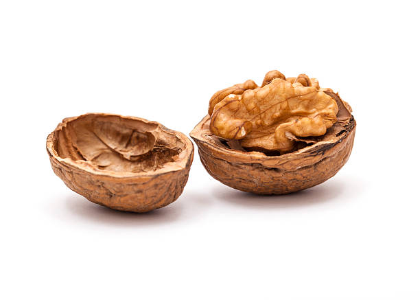 walnut aislado sobre fondo blanco - walnut pod nutshell cross section fotografías e imágenes de stock