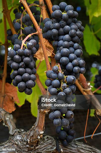 Photo libre de droit de Gros Plan De Bio À Vin Pinot Noir Raisin Sur La Vigne banque d'images et plus d'images libres de droit de Affluence