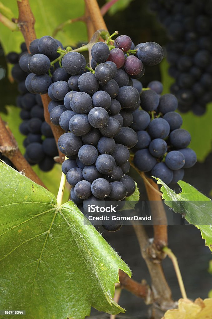 Close-up de orgânicos uvas Pinot Noir vinho no Vine - Foto de stock de Agricultura royalty-free