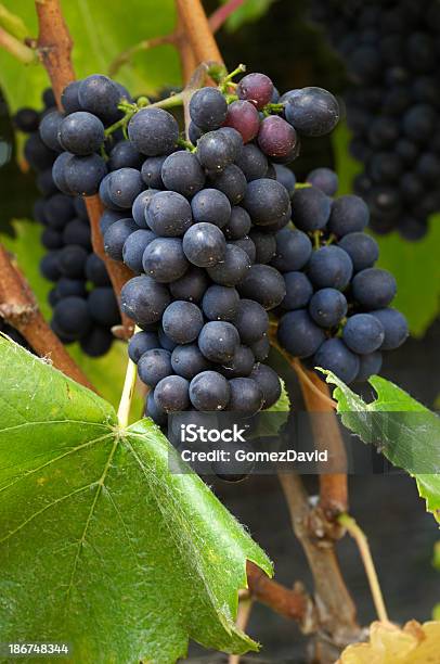 Foto de Closeup De Orgânicos Uvas Pinot Noir Vinho No Vine e mais fotos de stock de Agricultura