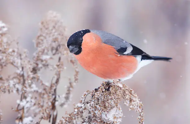 Pyrrhula in wintertime.