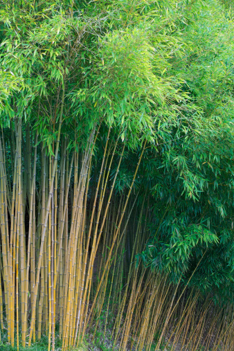 a lush bamboo plant from an ornamental garden with a good foliage and undamaged leaves and tall attractive cane stems.