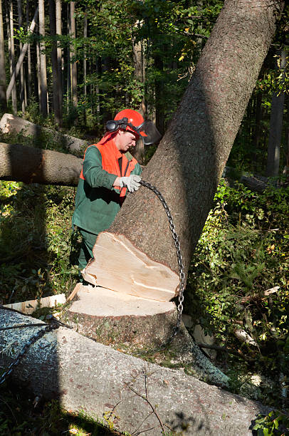 istock Lumberjack when harvesting of timber in dense forest 186748785