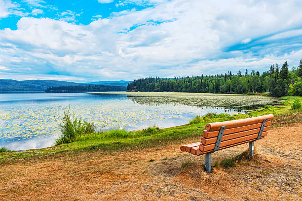 betulla lago - fairbanks foto e immagini stock