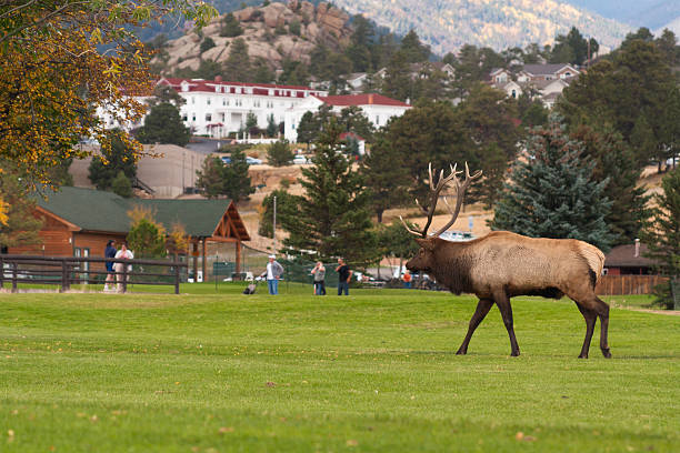 Elk Wandering Estes Elk wandering through Golf Course in Estes Park, Colorado.  Stanley Hotel in Background.  ProPhoto RGB Color Space estes park stock pictures, royalty-free photos & images