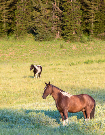 Horses in Meadow