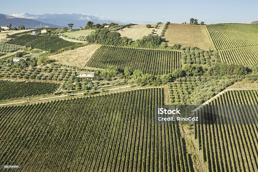 Paisaje de viñedos - Foto de stock de Italia libre de derechos