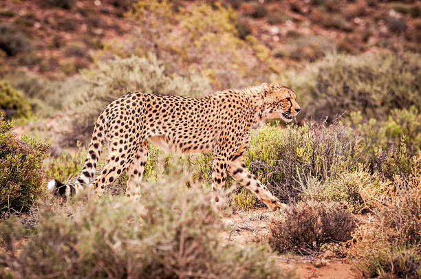 istock Cheetah Of South Africa 186749667