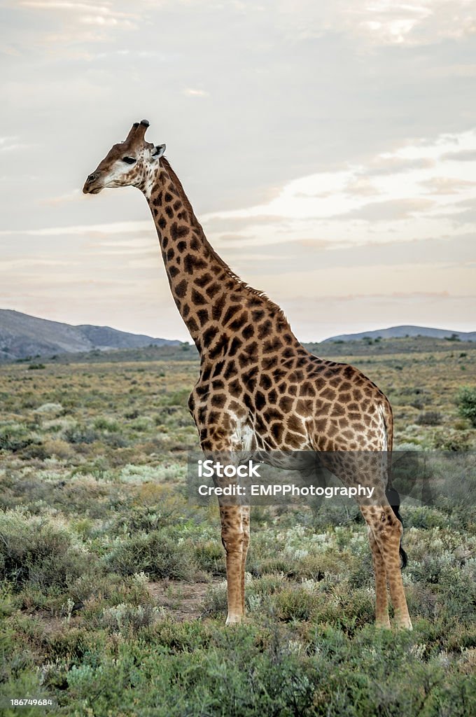 Profil eines African Giraffe - Lizenzfrei Afrika Stock-Foto