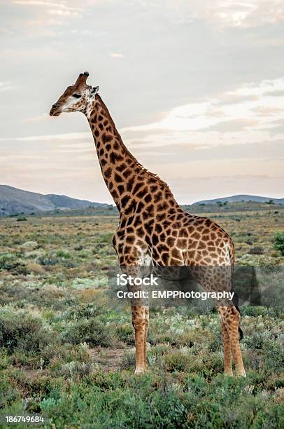 Perfil De Girafa Da África - Fotografias de stock e mais imagens de Animal - Animal, Animal de Safari, Animal selvagem