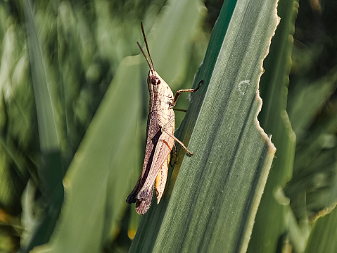 Rice grasshopper or Omocestus Viridulus which is an insect belonging to the Caelifera suborder, grasshoppers that live on green leaves