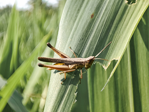 Rice grasshopper or Omocestus Viridulus which is an insect belonging to the Caelifera suborder, grasshoppers that live on green leaves