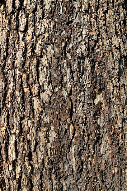 Close up of the bark of a pine tree (Pinus) for use as a background or texture.