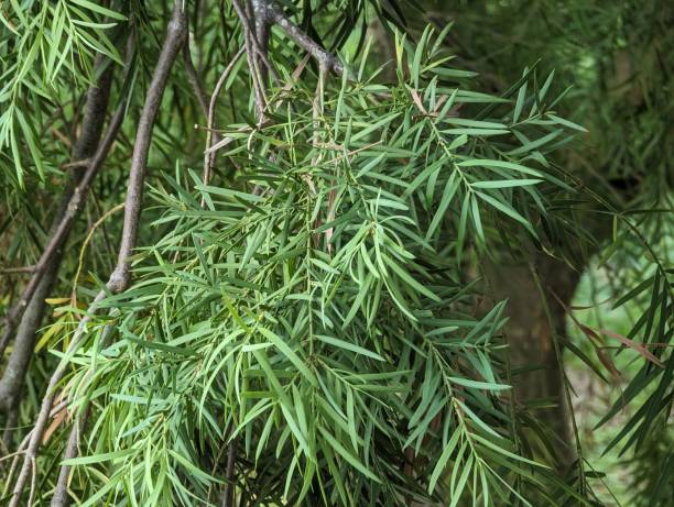 istock African Fern Pine 1867502905