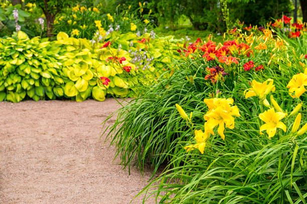lily garden - daylily zdjęcia i obrazy z banku zdjęć