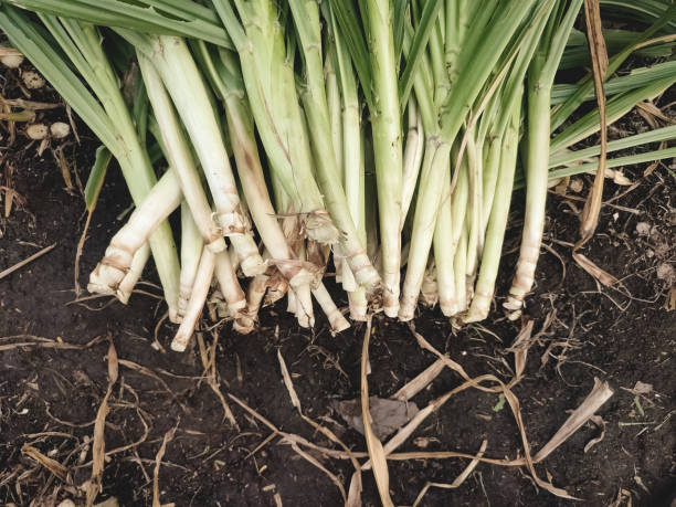istock Odot Grass or Elephant Grass plant called Pennisetum Purpureum 1867507607