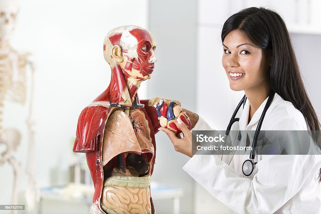 Aluno na anatomia da turma - Royalty-free Anatomia Foto de stock