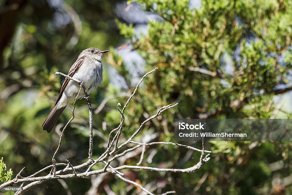 Eastern drewna Peewee (Contopus virens) - Zbiór zdjęć royalty-free (Część ciała zwierzęcia)