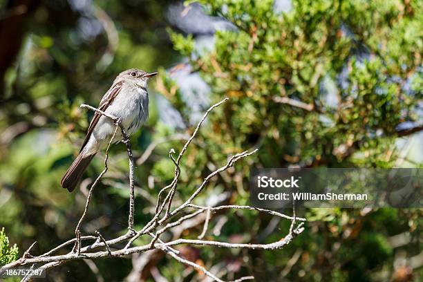 Eastern Drewna Peewee - zdjęcia stockowe i więcej obrazów Część ciała zwierzęcia - Część ciała zwierzęcia, Fibik oliwkowy, Fotografika