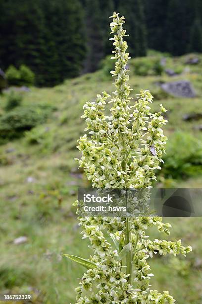 誤り Helleborine Veratrum アルバム - False Helleborineのストックフォトや画像を多数ご用意 - False Helleborine, アナログレコード, クローズアップ