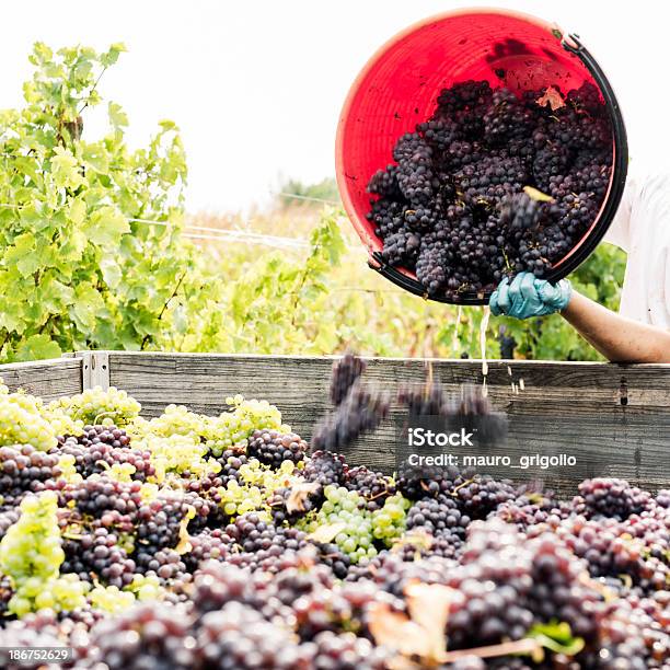 Periodi Di Uva Da Dumping - Fotografie stock e altre immagini di Adulto - Adulto, Agricoltura, Alimentazione sana