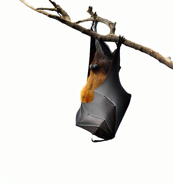 istock Hanging flying fox or big bat wing cover his body 186752719
