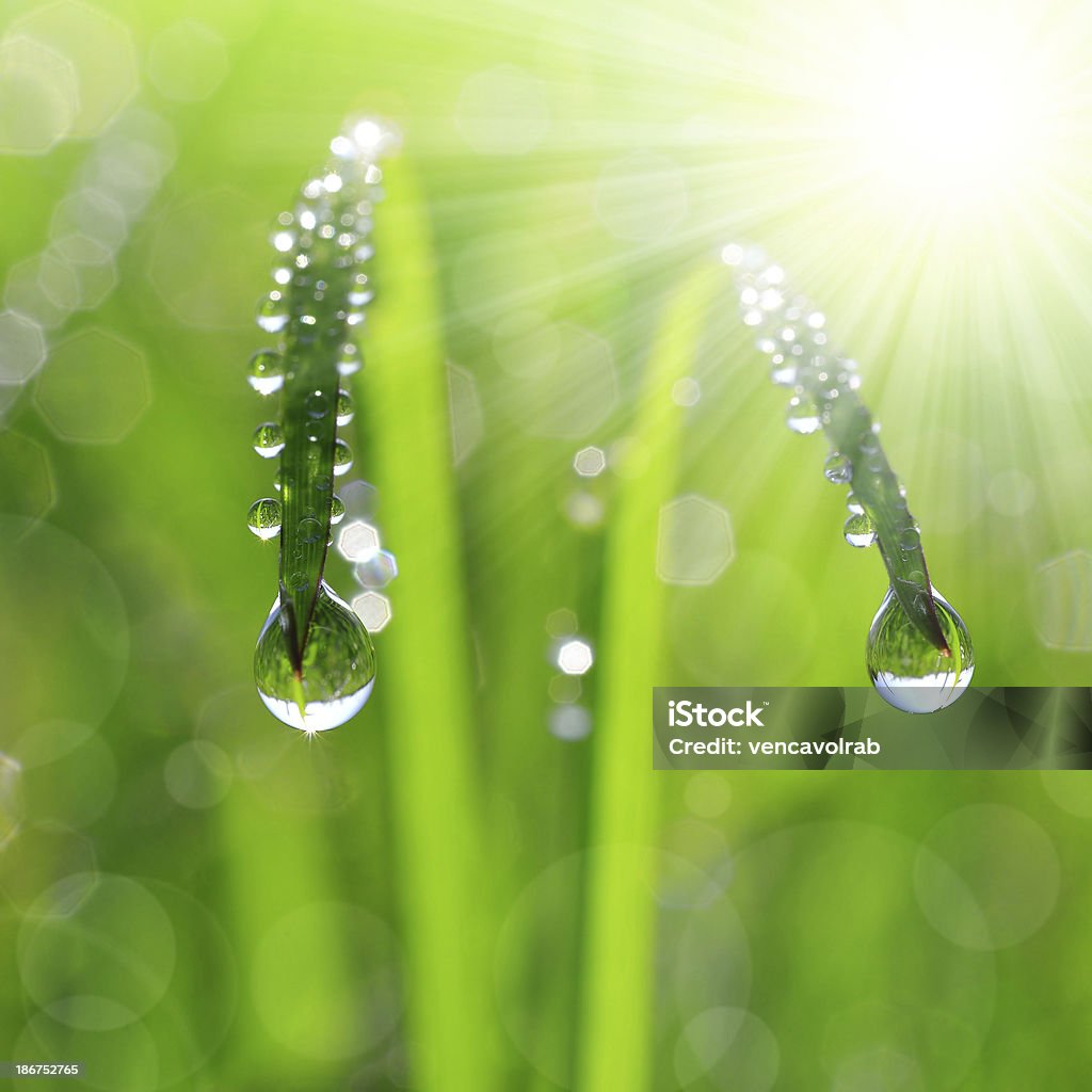 Gotas de rocío - Foto de stock de Agua libre de derechos