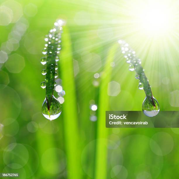 Gotas De Rocío Foto de stock y más banco de imágenes de Agua - Agua, Aire libre, Belleza de la naturaleza