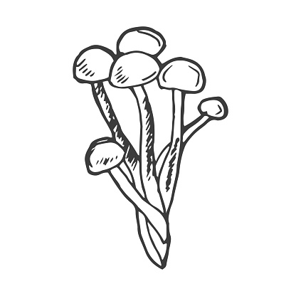 Bunch of mushrooms. Black line sketch collection of vegetables isolated on white background. Doodle hand drawn vegetable icons. Vector illustration